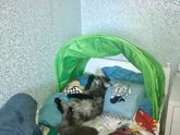 Котоновости