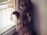 Кот 🐱