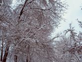 39 недель