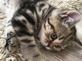 Имя для котенка!