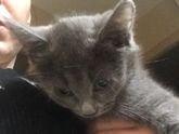 Котёнок.