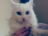 Решилась взять кошку домой.
