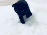 Кошатницы, отзовитесь? Забрала сегодня