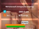 Наши 27 недель! ?? начинаем 28!