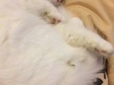 Кошки чувствуют ??