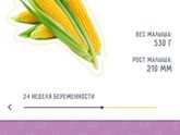 Перешли на 24 неделю .....