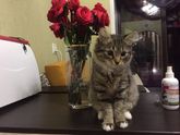 🐱
