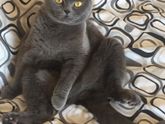 Вопрос не по теме ? котик приболел!