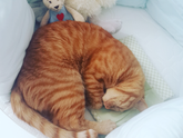 Котик думает это для него кроватка