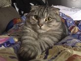 А какие любимые позы у Вашего пушистика?