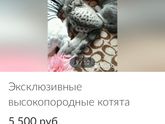 Шотландские котята.