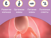 Нам 20 недель ?