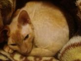 котик сфинкса браш