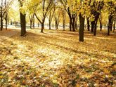 Красочная осень