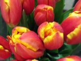 🌷🌷🌷