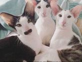 Доброе утро девочки