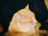 Кот