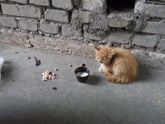 Реву