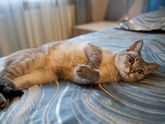 Котэ лысеет