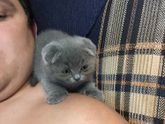 Котенок