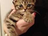 Про кота