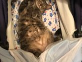 Котейка