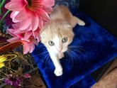 Котёнок у нас уже месяц