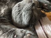 Кошачий пост )) мура