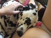 Пятнистая любовь💕 все чувствует.