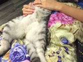 А какие любимые позы у Вашего пушистика?