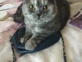 У кого вислоухие котята дома