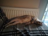 Котэ лысеет