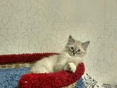 Завели котенка~ребенка.