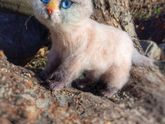 Кошечка Ася, невская порода, 19 см