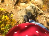 Приключения живота в Аршане??.Посмотрите