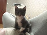 Кличка
