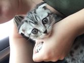 Наш новый член семьи))