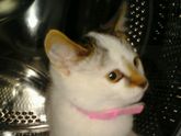 Не могу жалко ? котенка