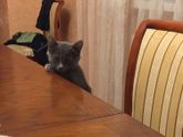 Когтеточка