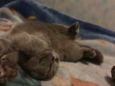 У кого вислоухие котята дома