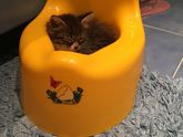 А у нас снова девочка)))