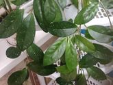 Домашние растения 🌱 все, кто в них разбирается, зайдите плиз
