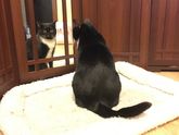 Старший котодочь?