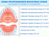 Зубки