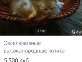 Шотландские котята.
