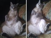 Котэ лысеет