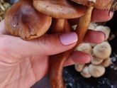Кто понимает в грибах?