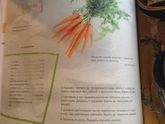 Рецепты супов овощных для