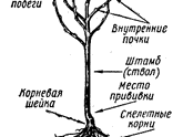 Че делать с цветочком?