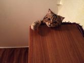 Приуныл котлеша ?